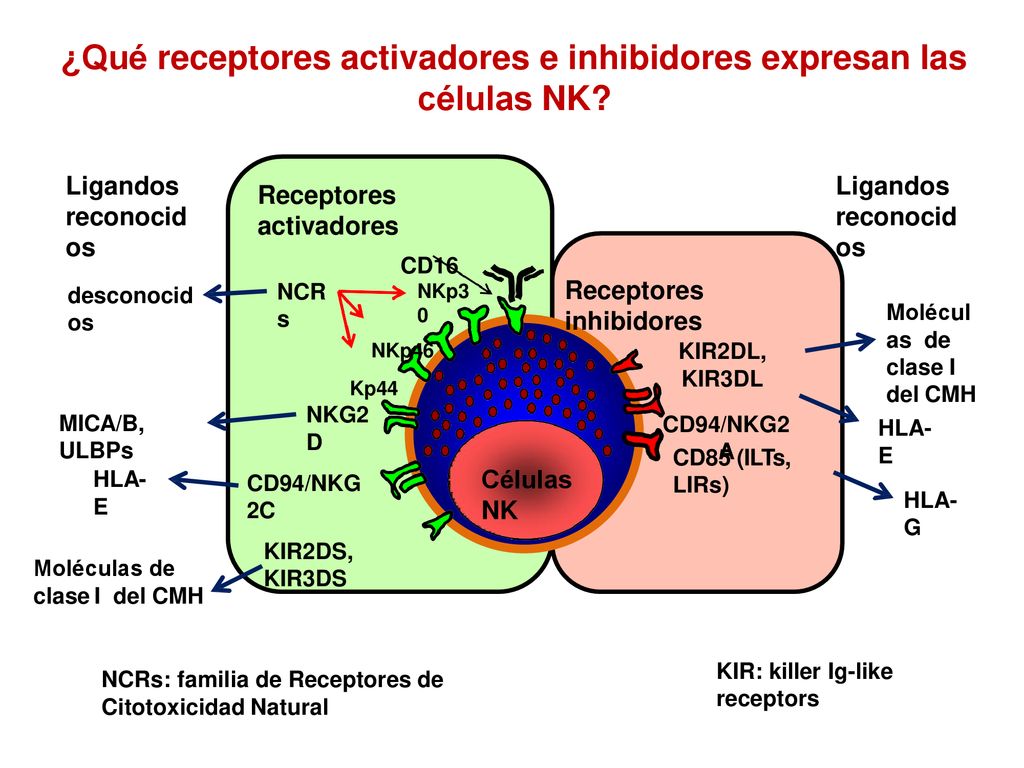 ¿Qué receptores activadores e inhibidores expresan las células NK