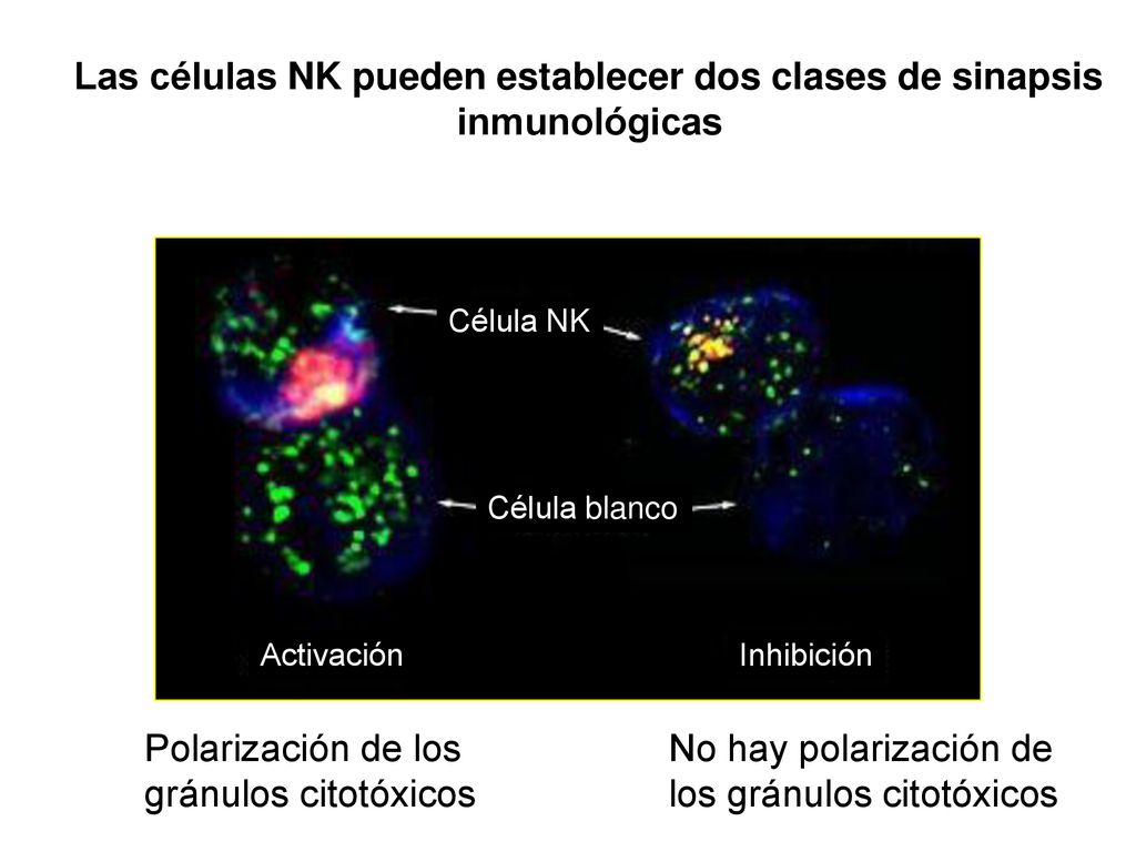 Las células NK pueden establecer dos clases de sinapsis inmunológicas