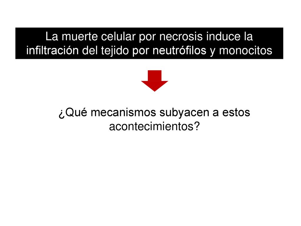 La muerte celular por necrosis induce la infiltración del tejido por neutrófilos y monocitos