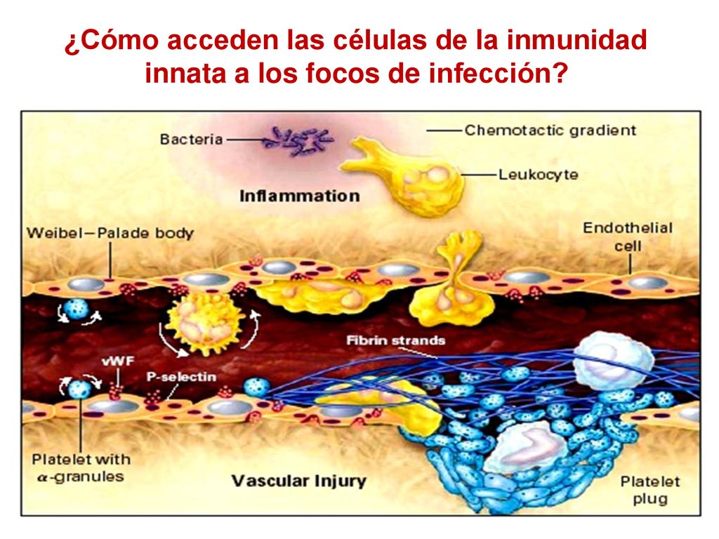¿Cómo acceden las células de la inmunidad innata a los focos de infección