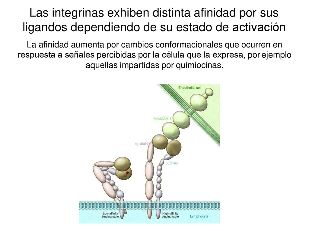 Las integrinas exhiben distinta afinidad por sus ligandos dependiendo de su estado de activación