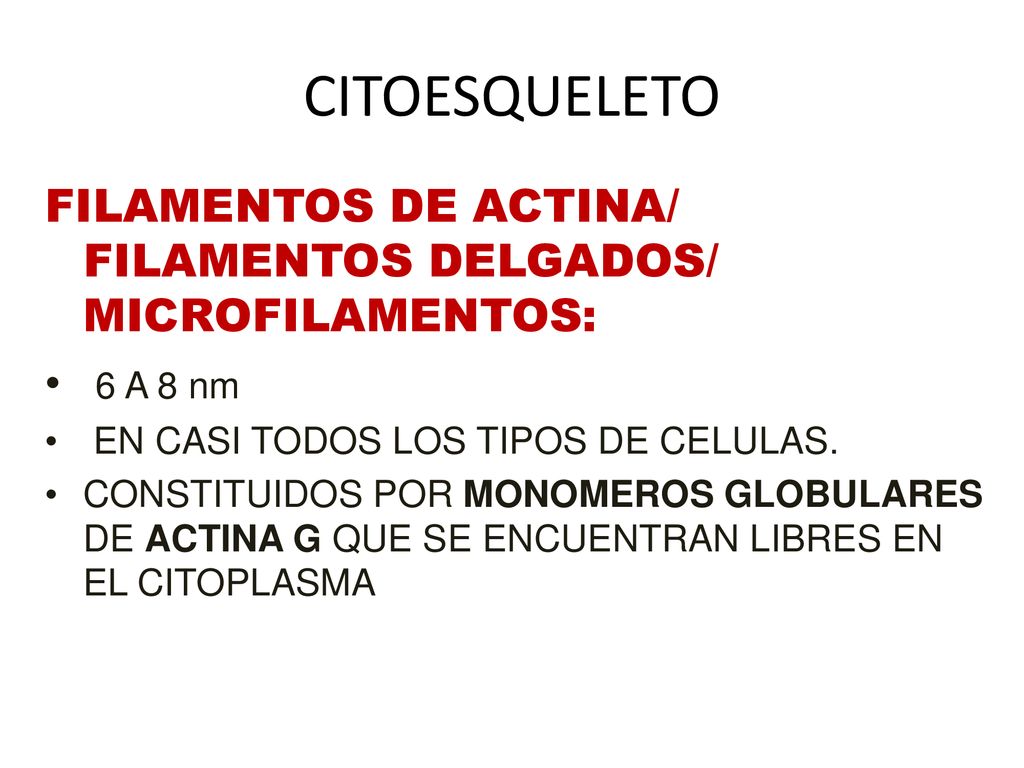 CITOESQUELETO FILAMENTOS DE ACTINA/ FILAMENTOS DELGADOS/ MICROFILAMENTOS: 6 A 8 nm. EN CASI TODOS LOS TIPOS DE CELULAS.