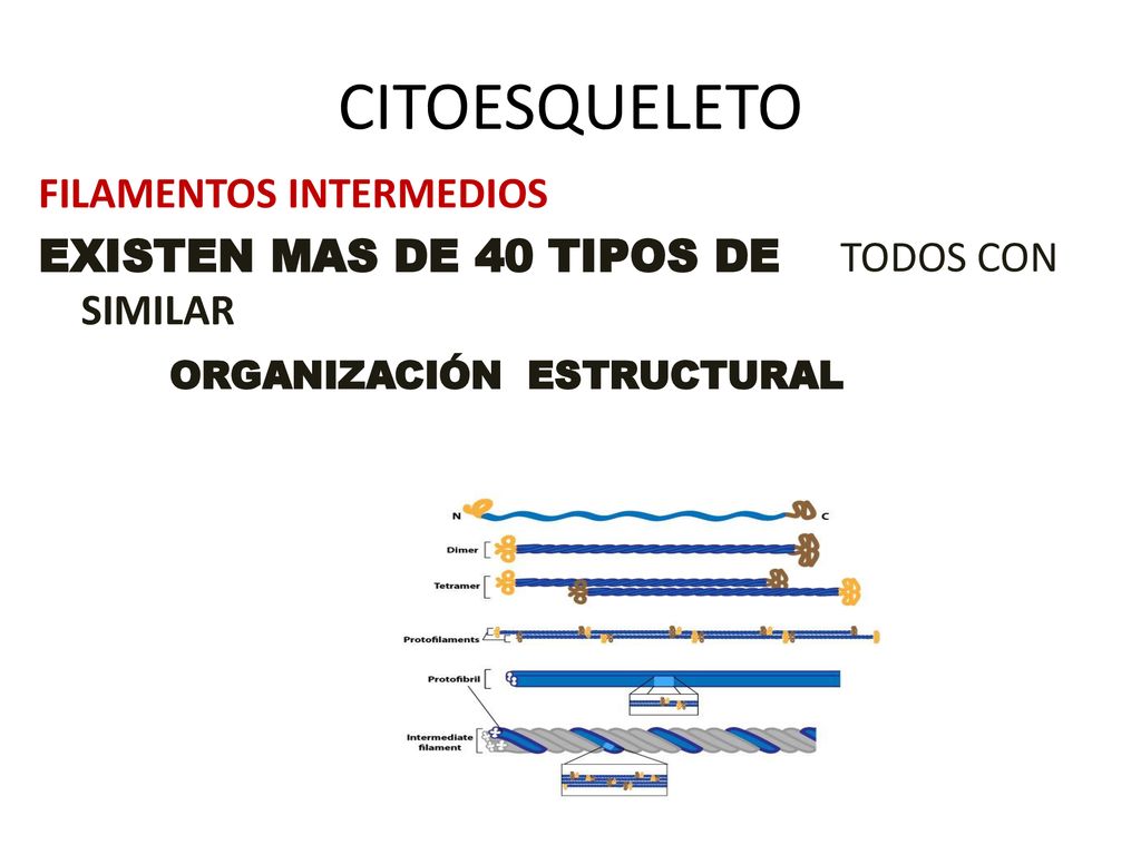 CITOESQUELETO FILAMENTOS INTERMEDIOS EXISTEN MAS DE 40 TIPOS DE TODOS CON SIMILAR ORGANIZACIÓN ESTRUCTURAL