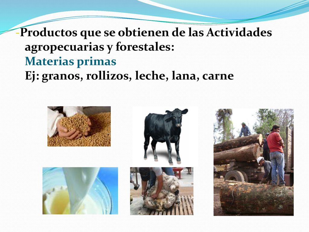 -Productos que se obtienen de las Actividades agropecuarias y forestales: Materias primas Ej: granos, rollizos, leche, lana, carne