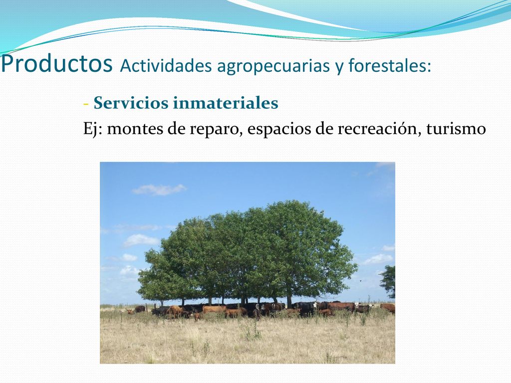 Productos Actividades agropecuarias y forestales: