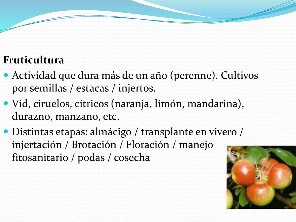 Fruticultura Actividad que dura más de un año (perenne). Cultivos por semillas / estacas / injertos.