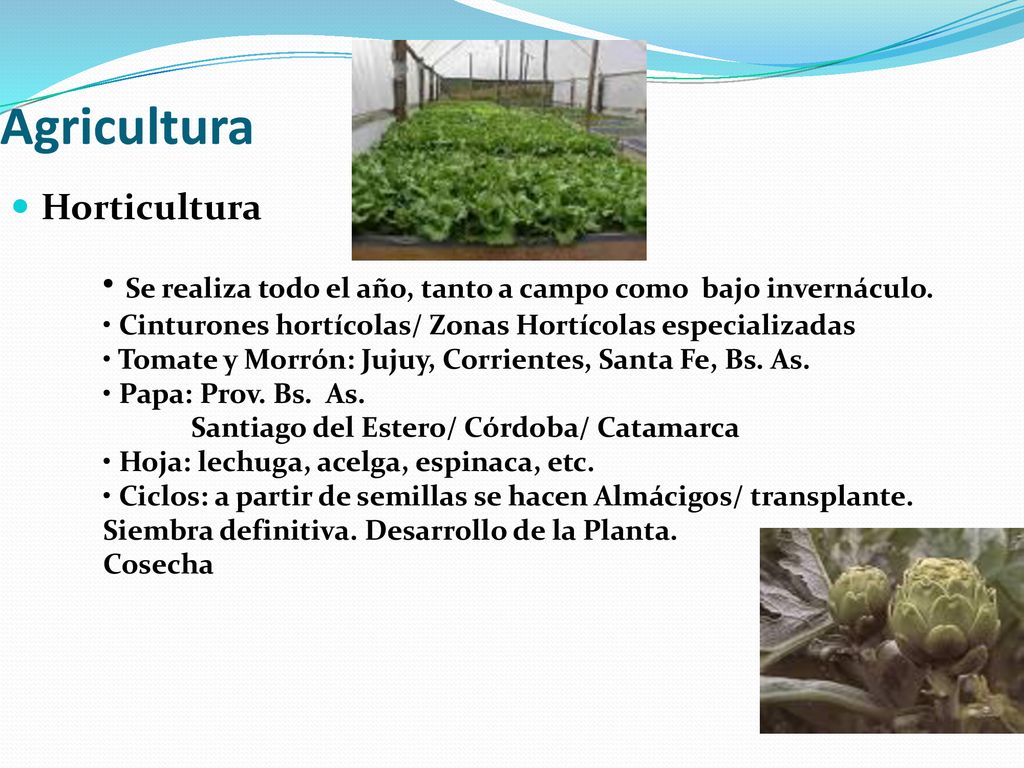 Agricultura Horticultura. Se realiza todo el año, tanto a campo como bajo invernáculo. Cinturones hortícolas/ Zonas Hortícolas especializadas.