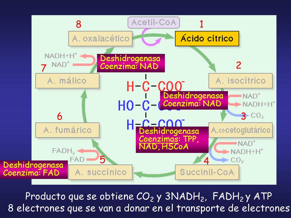 Producto que se obtiene CO2 y 3NADH2, FADH2 y ATP