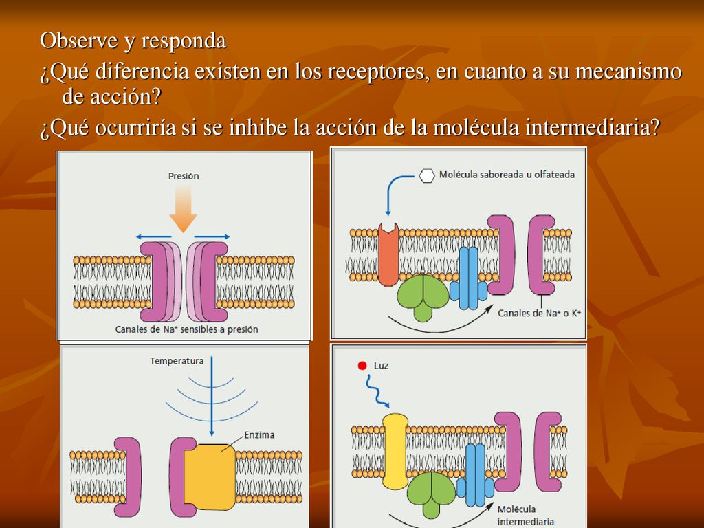 Observe y responda ¿Qué diferencia existen en los receptores, en cuanto a su mecanismo de acción