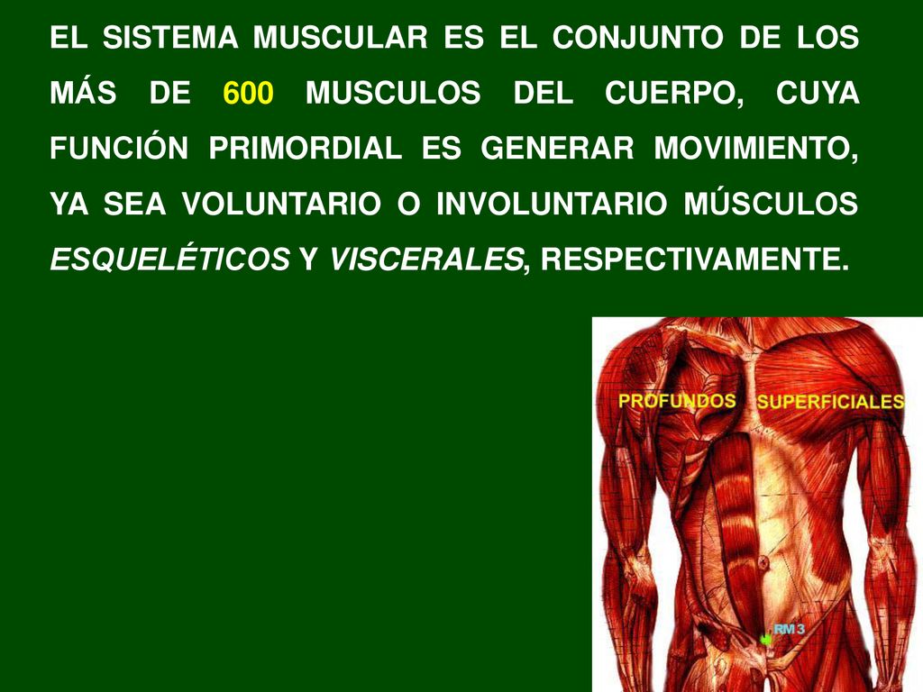 EL SISTEMA MUSCULAR ES EL CONJUNTO DE LOS MÁS DE 600 MUSCULOS DEL CUERPO, CUYA FUNCIÓN PRIMORDIAL ES GENERAR MOVIMIENTO, YA SEA VOLUNTARIO O INVOLUNTARIO MÚSCULOS ESQUELÉTICOS Y VISCERALES, RESPECTIVAMENTE.