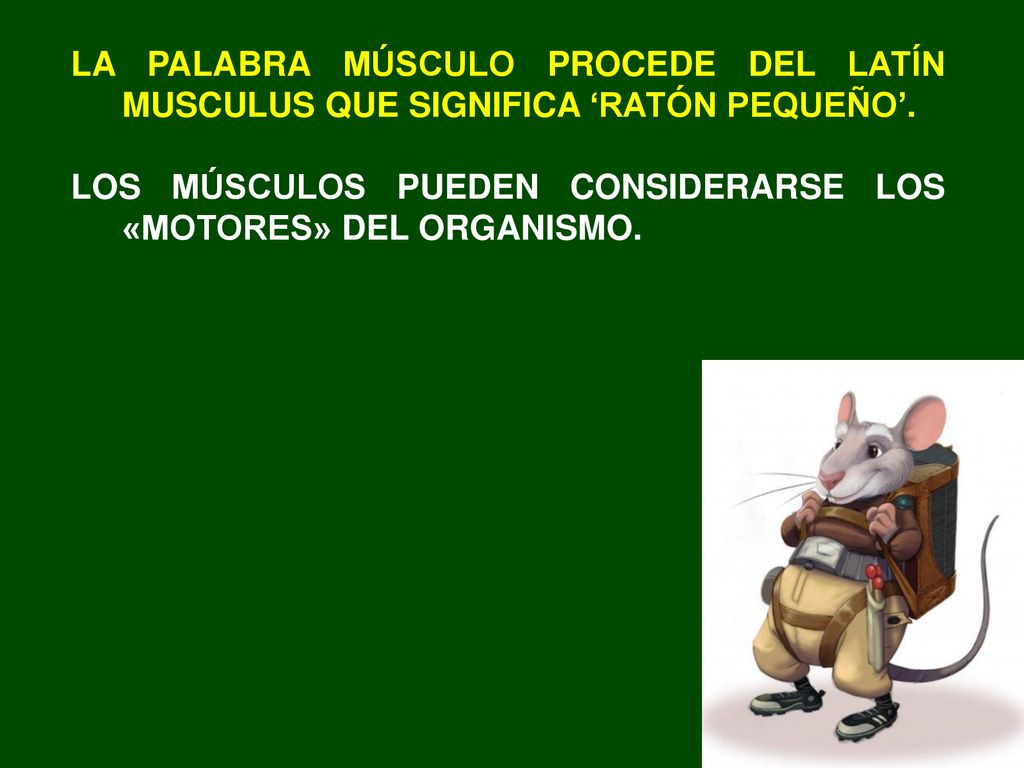 LA PALABRA MÚSCULO PROCEDE DEL LATÍN MUSCULUS QUE SIGNIFICA ‘RATÓN PEQUEÑO’.
