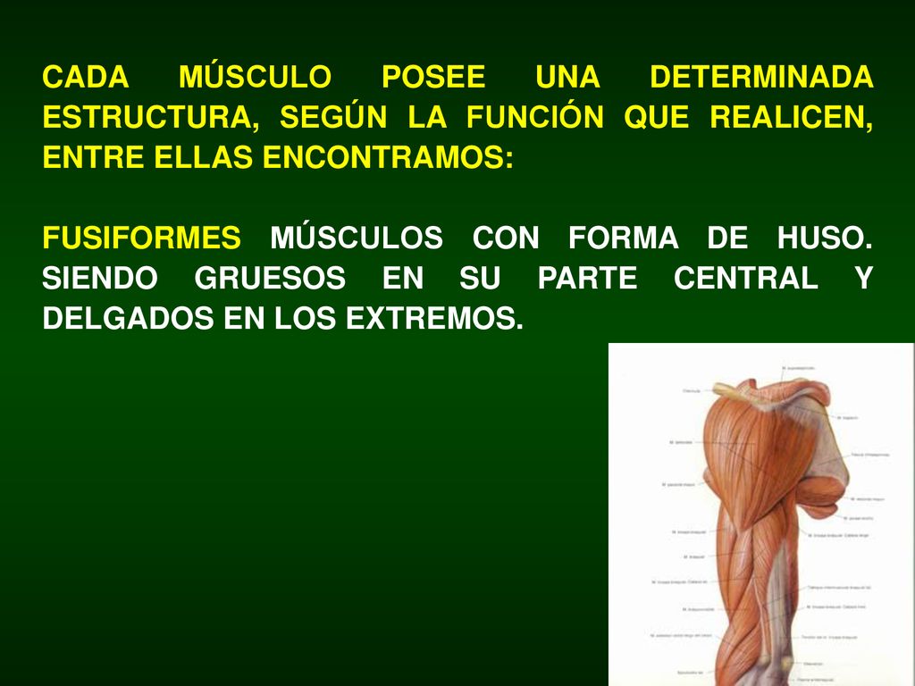 Los linfocitos son las células responsables de las respuestas inmunitarias. Se desarrollan a partir de progenitores linfoides inmaduros y se dividen en dos grandes grupos según donde estos maduren: en la médula ósea (B) o en el timo (T). Los linfocitos B están especializados en la producción de anticuerpos y los linfocitos T son responsables de las respuestas inmunes.