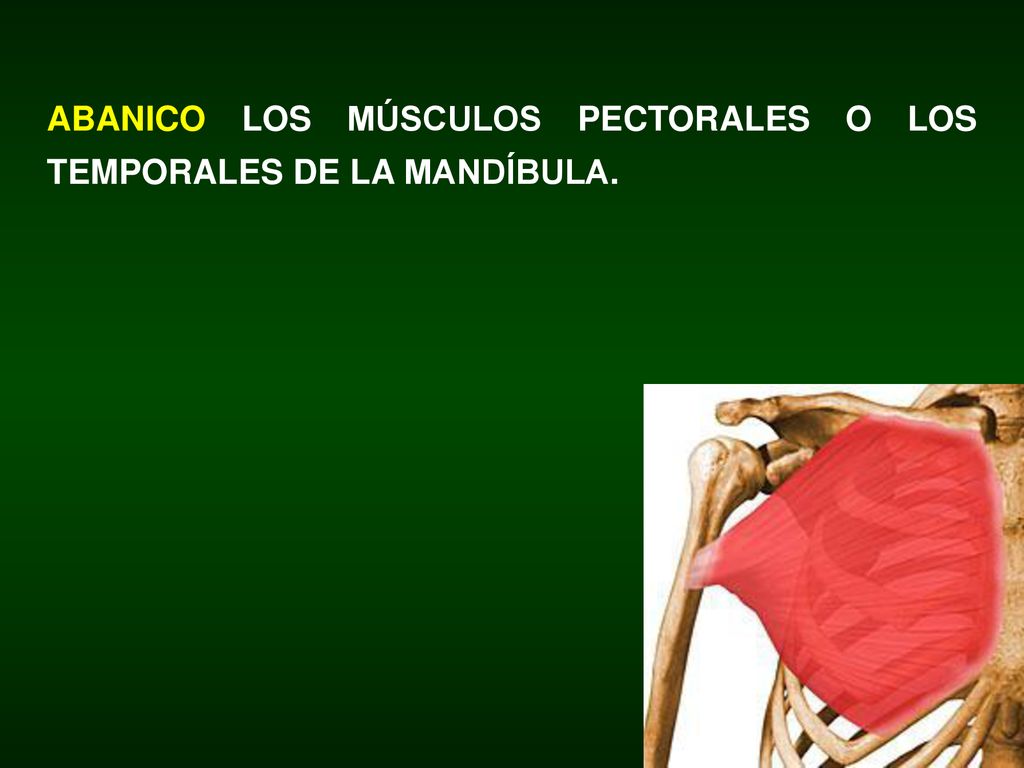 ABANICO LOS MÚSCULOS PECTORALES O LOS TEMPORALES DE LA MANDÍBULA.