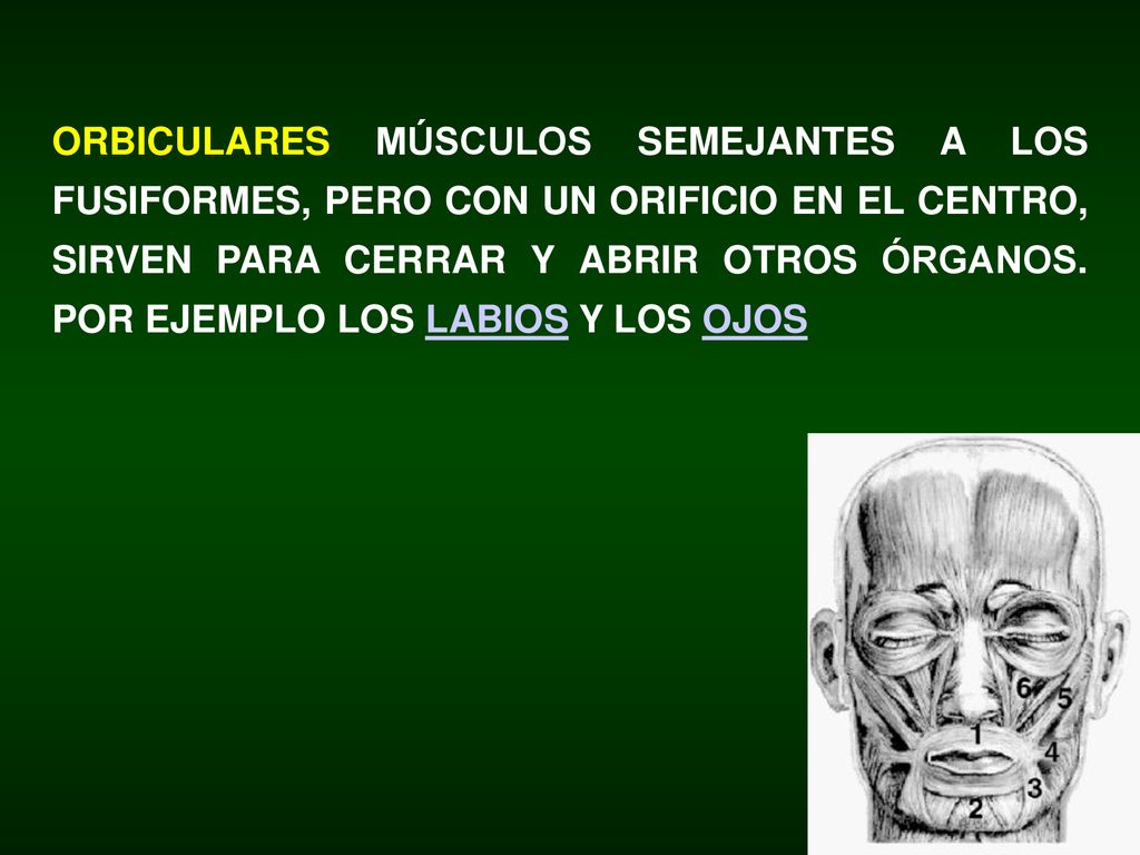 Los linfocitos son las células responsables de las respuestas inmunitarias. Se desarrollan a partir de progenitores linfoides inmaduros y se dividen en dos grandes grupos según donde estos maduren: en la médula ósea (B) o en el timo (T). Los linfocitos B están especializados en la producción de anticuerpos y los linfocitos T son responsables de las respuestas inmunes.