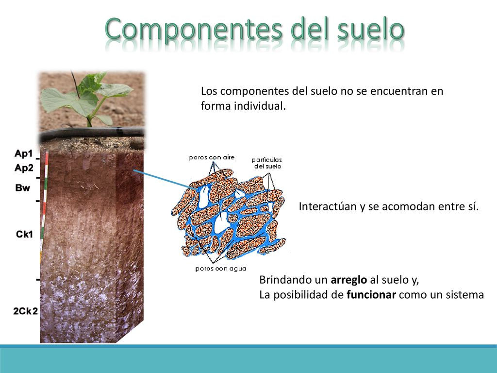 Componentes del suelo Los componentes del suelo no se encuentran en forma individual. Interactúan y se acomodan entre sí.