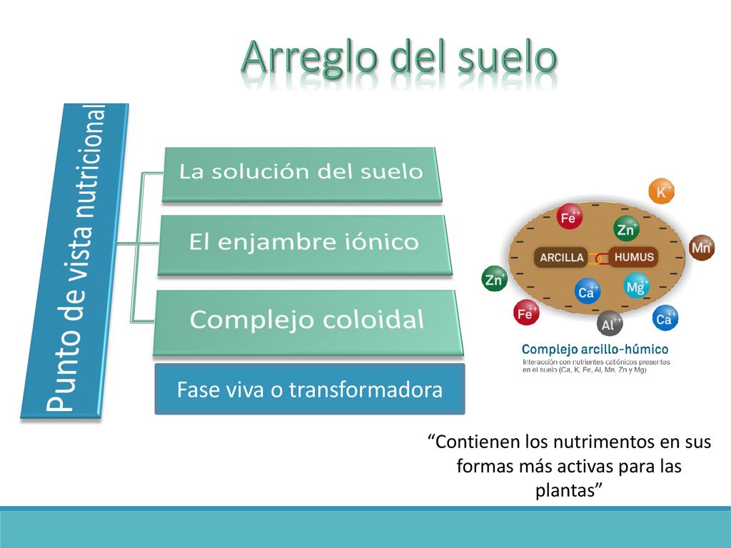 Arreglo del suelo Punto de vista nutricional La solución del suelo