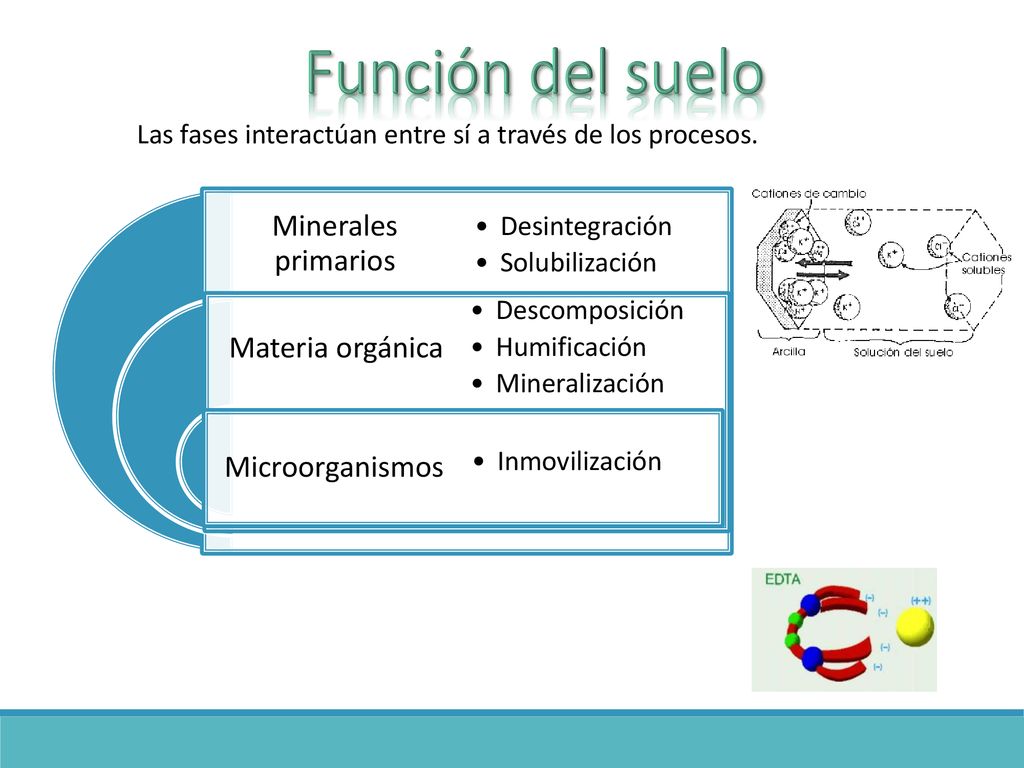 Función del suelo Minerales primarios Materia orgánica Microorganismos