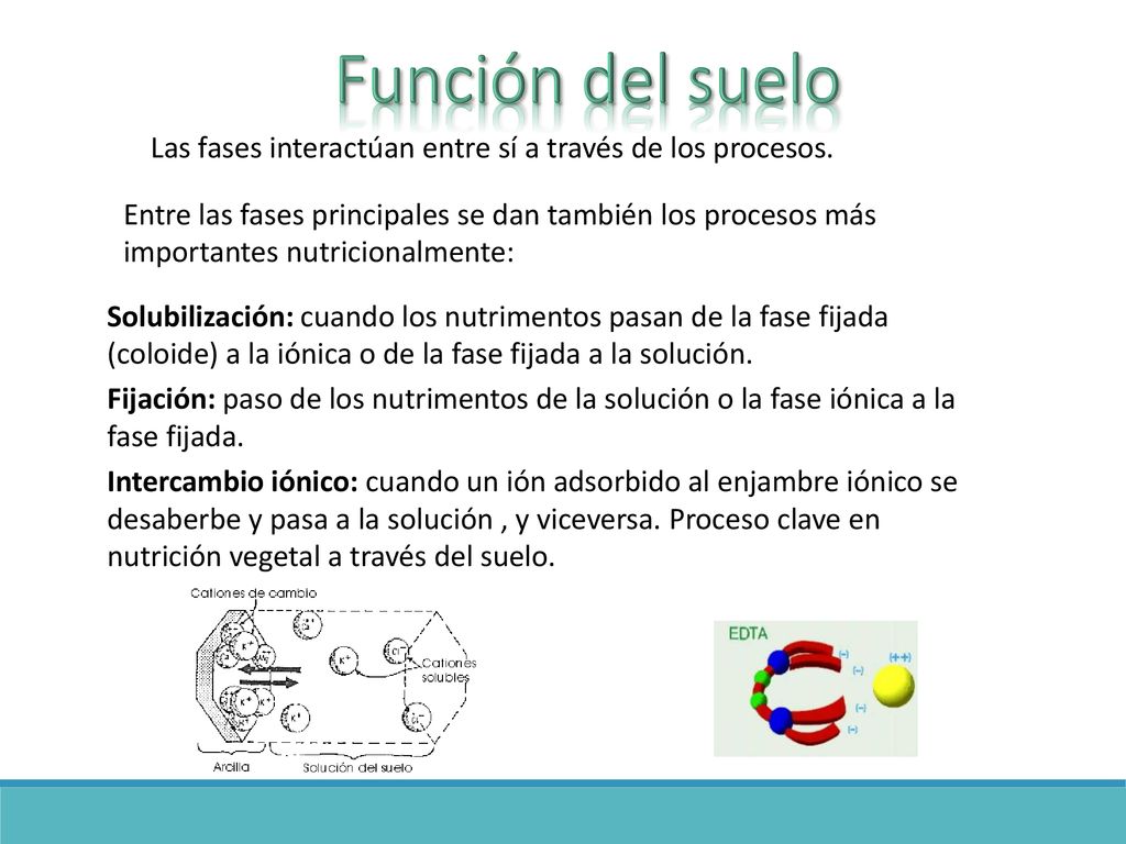 Función del suelo Las fases interactúan entre sí a través de los procesos.