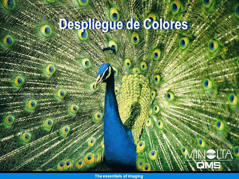 Despliegue de Colores Despliegue de Colores