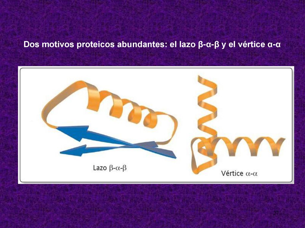 Dos motivos proteicos abundantes: el lazo β-α-β y el vértice α-α