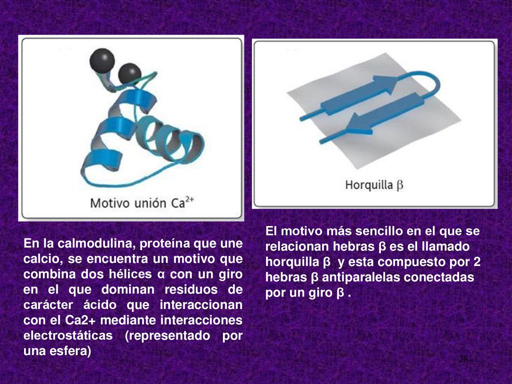 El motivo más sencillo en el que se relacionan hebras β es el llamado horquilla β y esta compuesto por 2 hebras β antiparalelas conectadas por un giro β .