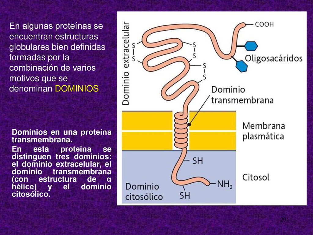 En algunas proteínas se encuentran estructuras globulares bien definidas formadas por la combinación de varios motivos que se denominan DOMINIOS