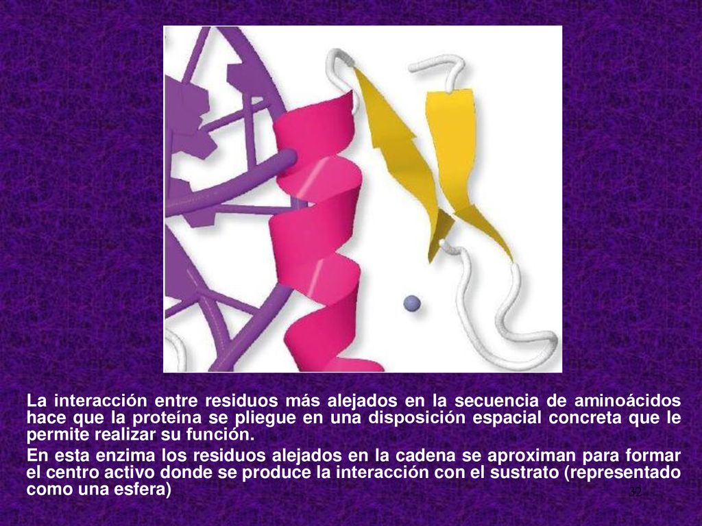 La interacción entre residuos más alejados en la secuencia de aminoácidos hace que la proteína se pliegue en una disposición espacial concreta que le permite realizar su función.