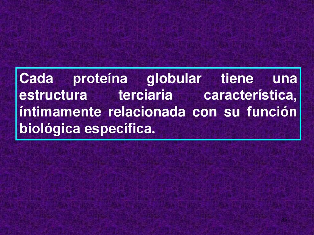 Cada proteína globular tiene una estructura terciaria característica, íntimamente relacionada con su función biológica específica.