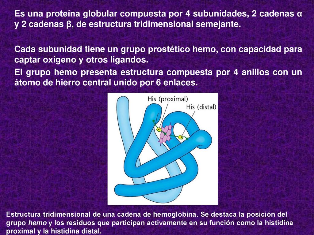 Es una proteína globular compuesta por 4 subunidades, 2 cadenas α y 2 cadenas β, de estructura tridimensional semejante.