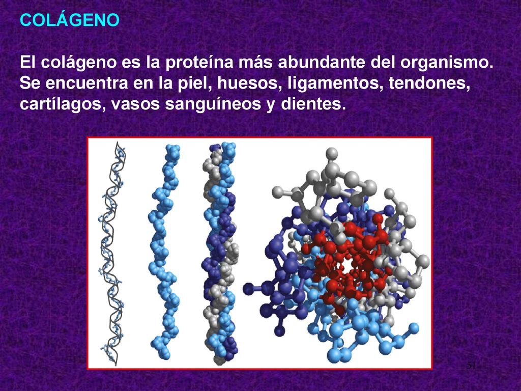 COLÁGENO El colágeno es la proteína más abundante del organismo