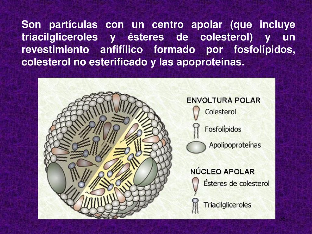 Son partículas con un centro apolar (que incluye triacilgliceroles y ésteres de colesterol) y un revestimiento anfifílico formado por fosfolípidos, colesterol no esterificado y las apoproteínas.