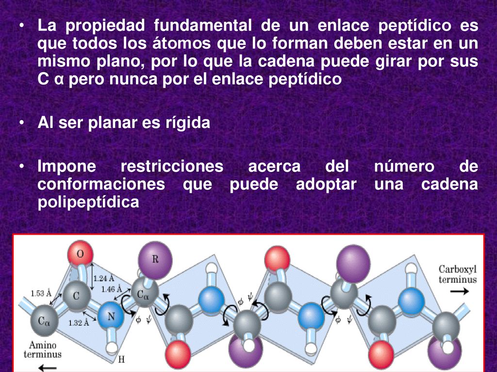 La propiedad fundamental de un enlace peptídico es que todos los átomos que lo forman deben estar en un mismo plano, por lo que la cadena puede girar por sus C α pero nunca por el enlace peptídico