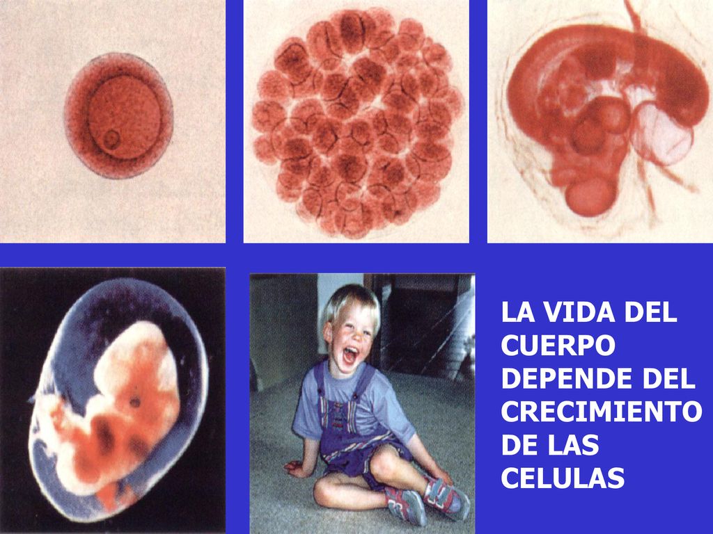 LA VIDA DEL CUERPO DEPENDE DEL CRECIMIENTO DE LAS CELULAS