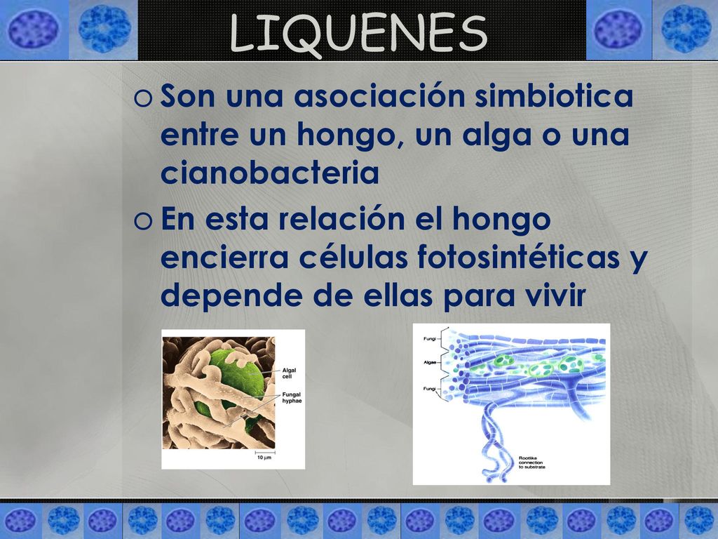 LIQUENES Son una asociación simbiotica entre un hongo, un alga o una cianobacteria.