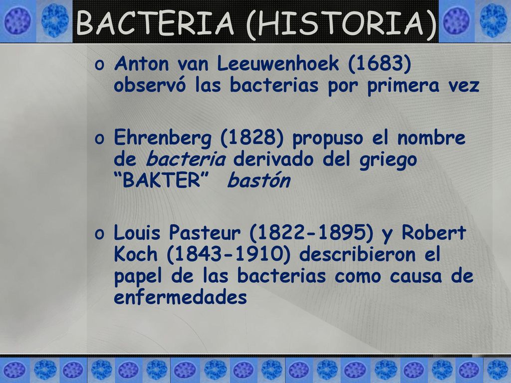 BACTERIA (HISTORIA) Anton van Leeuwenhoek (1683) observó las bacterias por primera vez.