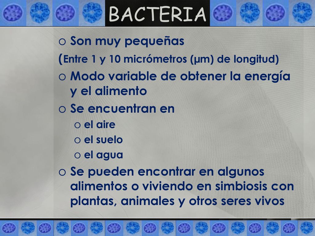 BACTERIA Son muy pequeñas (Entre 1 y 10 micrómetros (µm) de longitud)