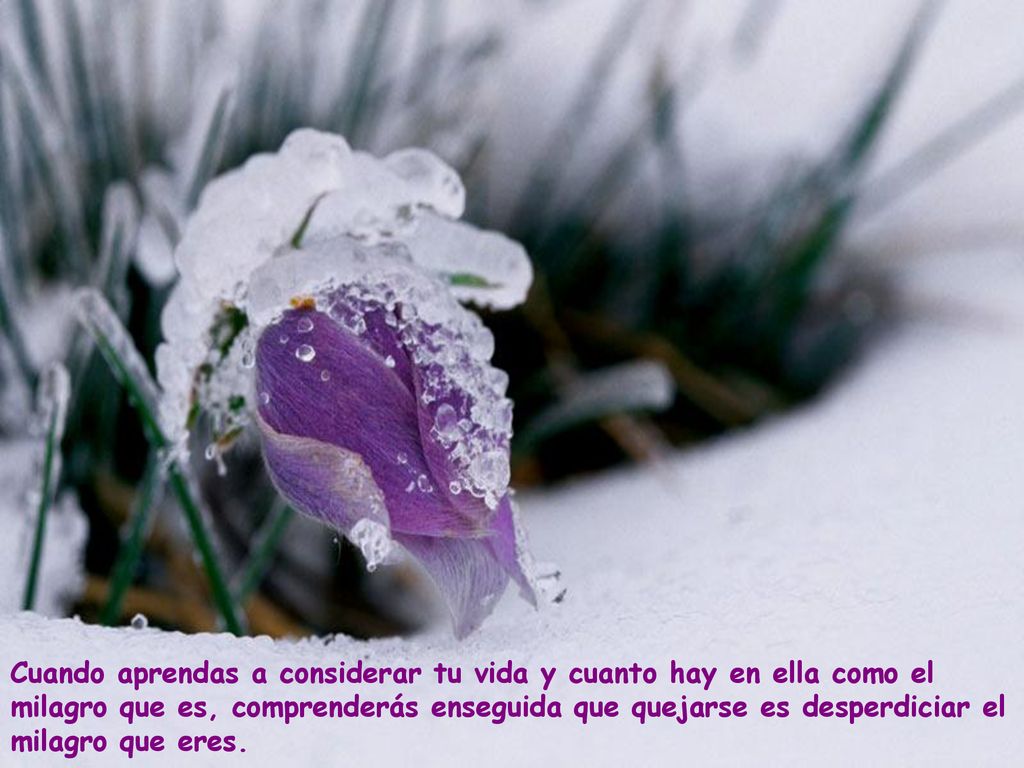 Cuando aprendas a considerar tu vida y cuanto hay en ella como el milagro que es, comprenderás enseguida que quejarse es desperdiciar el milagro que eres.