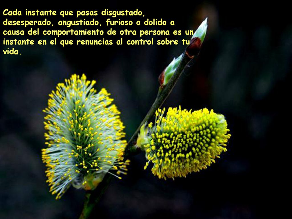 Cada instante que pasas disgustado, desesperado, angustiado, furioso o dolido a causa del comportamiento de otra persona es un instante en el que renuncias al control sobre tu vida.