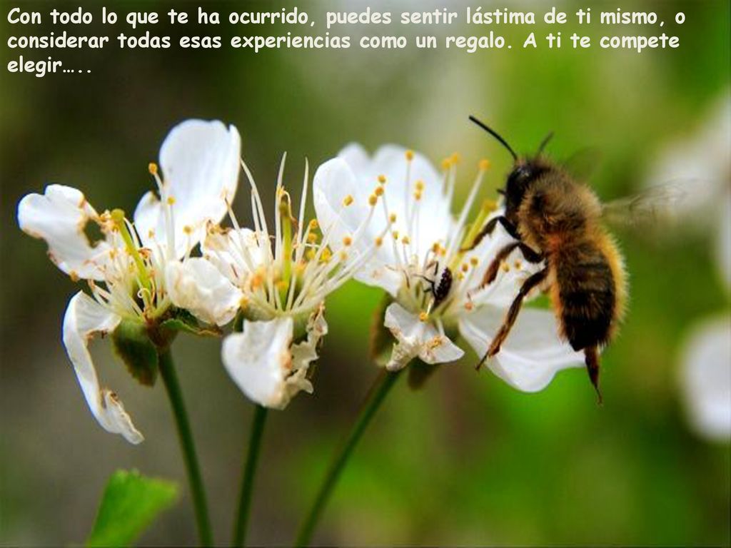 Con todo lo que te ha ocurrido, puedes sentir lástima de ti mismo, o considerar todas esas experiencias como un regalo.