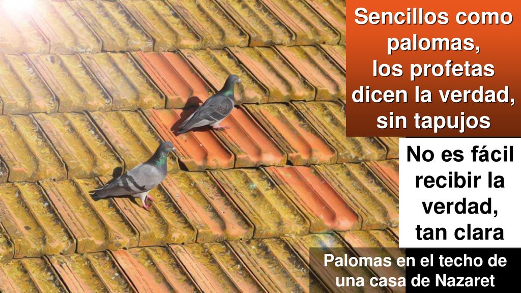 Sencillos como palomas, los profetas dicen la verdad, sin tapujos