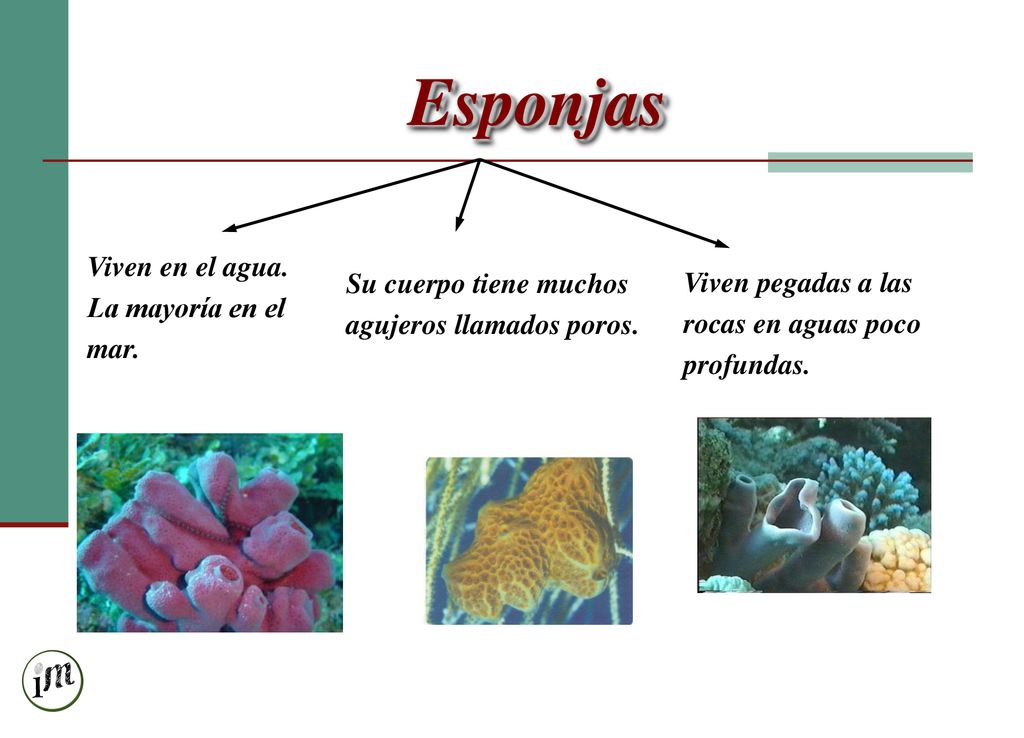 Esponjas Viven en el agua. La mayoría en el mar.