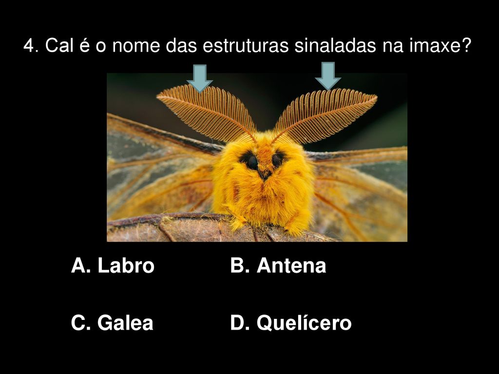 4. Cal é o nome das estruturas sinaladas na imaxe