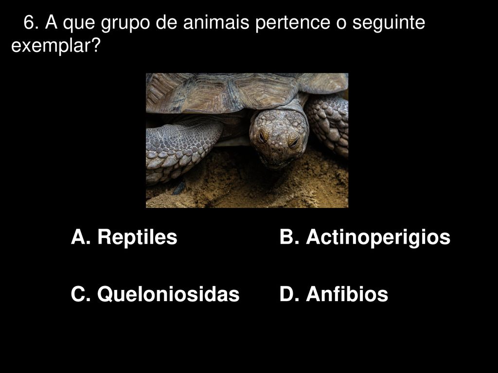 6. A que grupo de animais pertence o seguinte exemplar