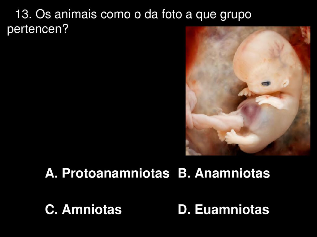 13. Os animais como o da foto a que grupo pertencen