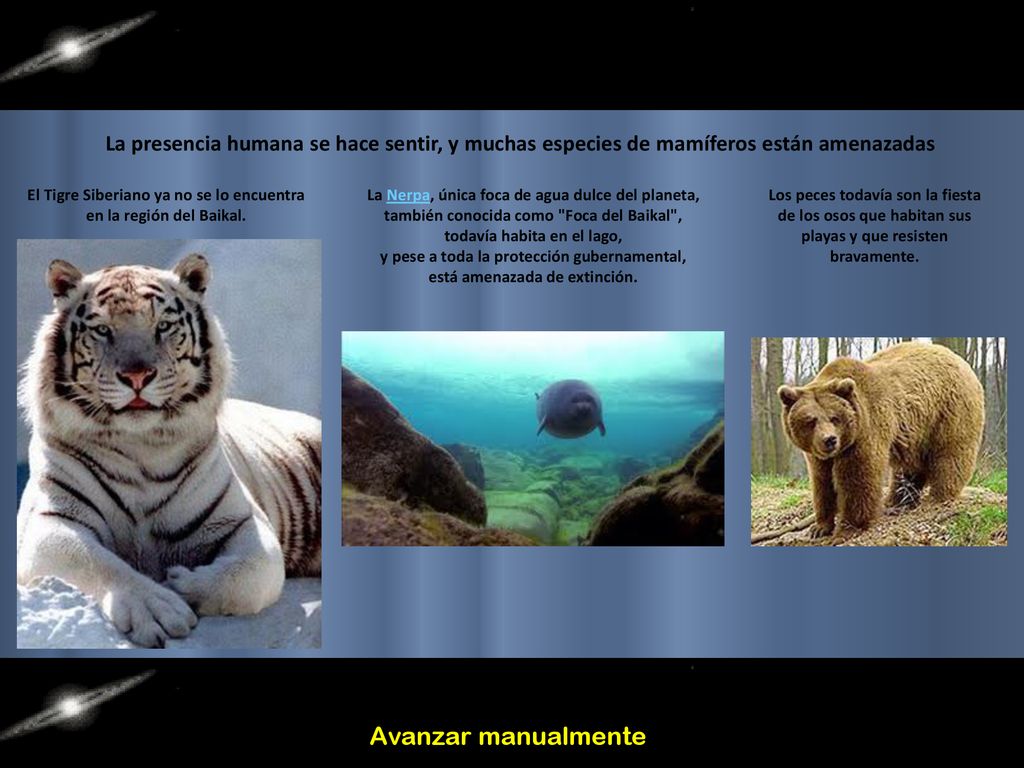La presencia humana se hace sentir, y muchas especies de mamíferos están amenazadas