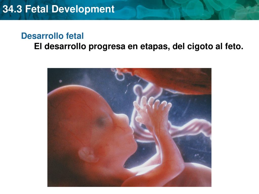 Desarrollo fetal El desarrollo progresa en etapas, del cigoto al feto.