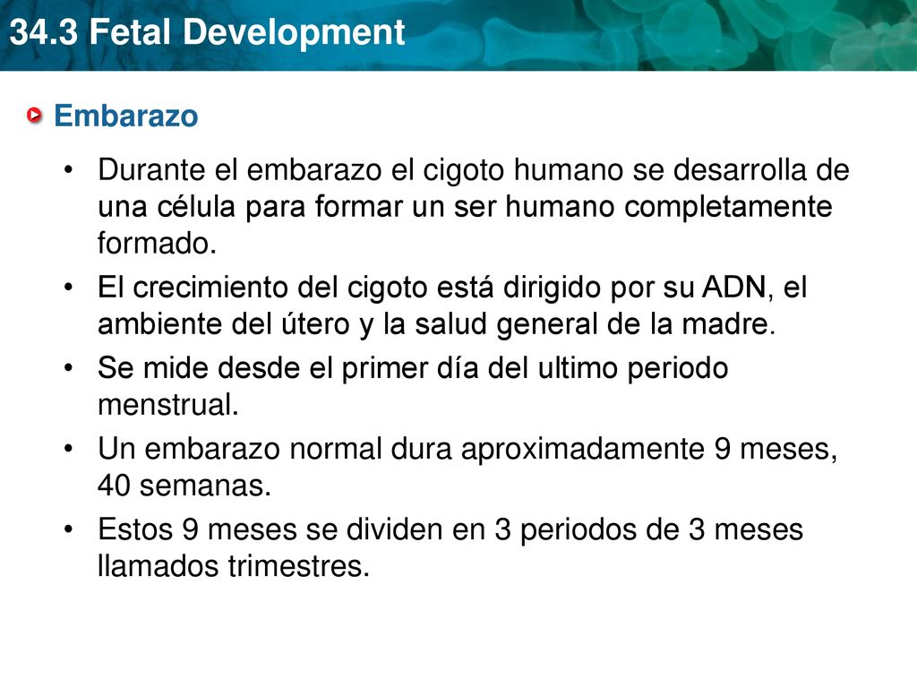 Embarazo Durante el embarazo el cigoto humano se desarrolla de una célula para formar un ser humano completamente formado.
