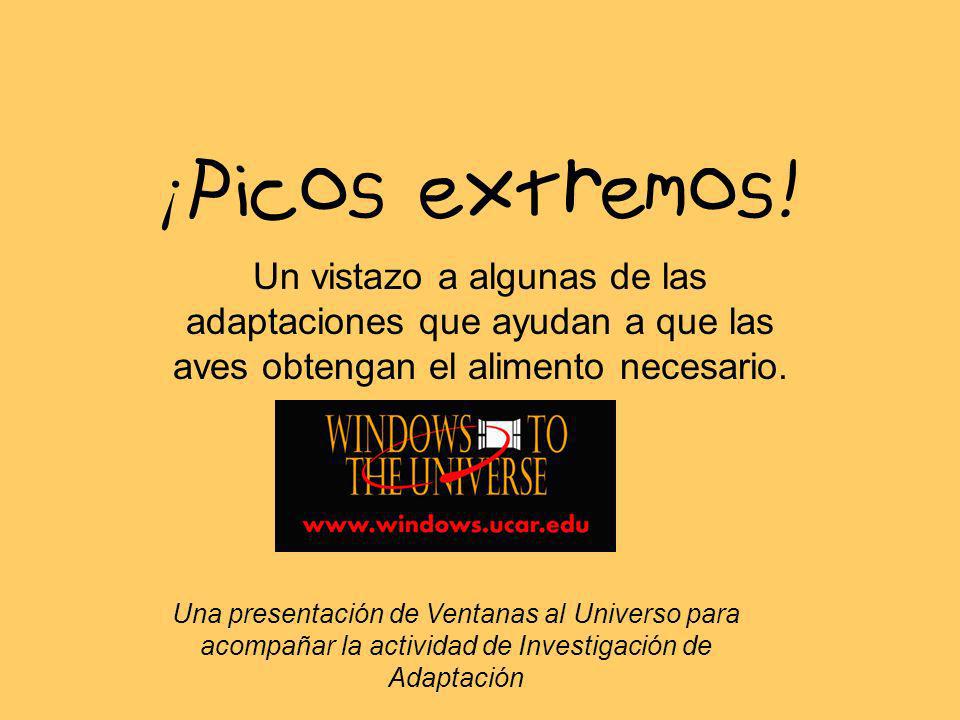 ¡Picos extremos! Un vistazo a algunas de las adaptaciones que ayudan a que las aves obtengan el alimento necesario.