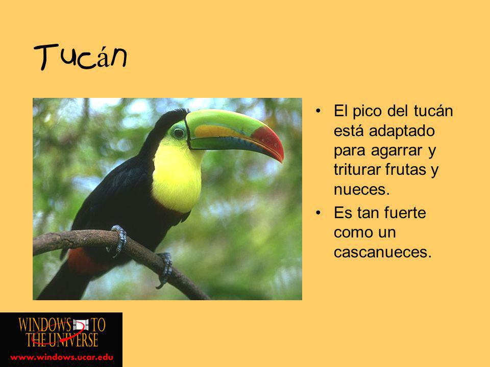 Tucán El pico del tucán está adaptado para agarrar y triturar frutas y nueces.