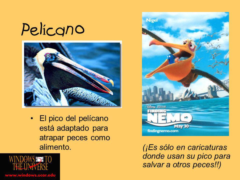 Pelícano El pico del pelícano está adaptado para atrapar peces como alimento.